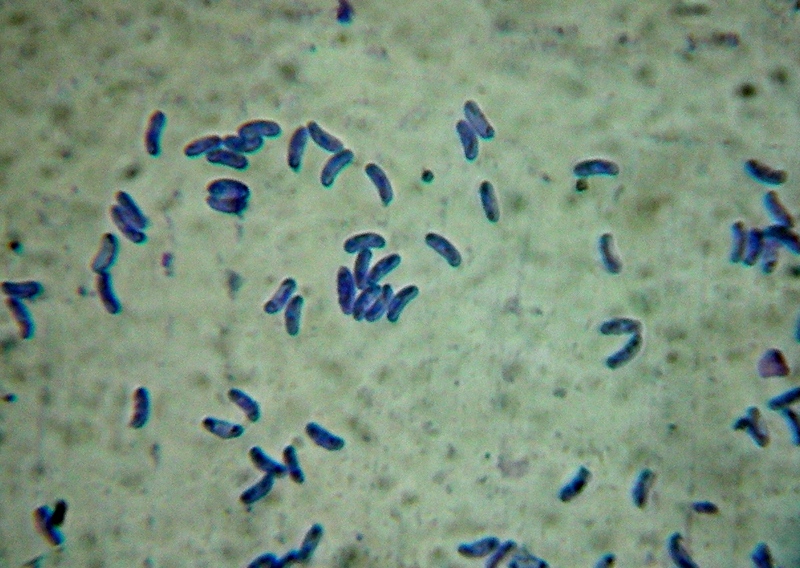 Sfida al microscopio!!